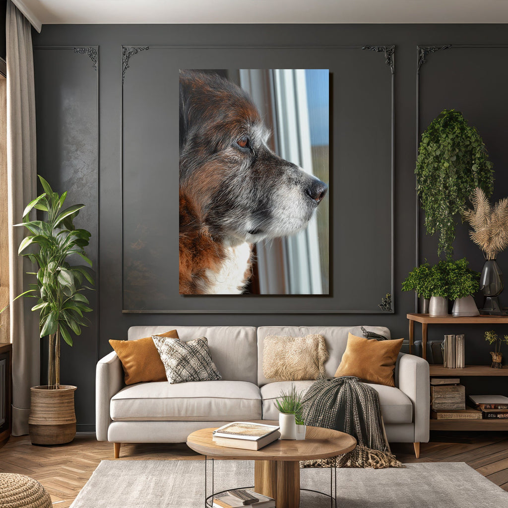 Hund Profil Nahaufnahme Aus Dem Fenster Beobachtend Braun Grau Fell