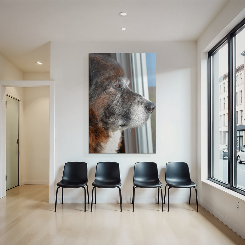 Hund Profil Nahaufnahme Aus Dem Fenster Beobachtend Braun Grau Fell