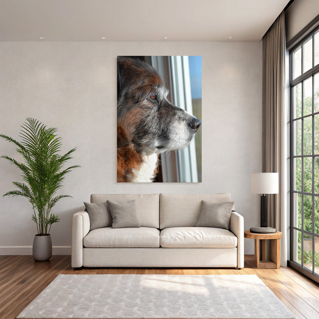 Hund Profil Nahaufnahme Aus Dem Fenster Beobachtend Braun Grau Fell