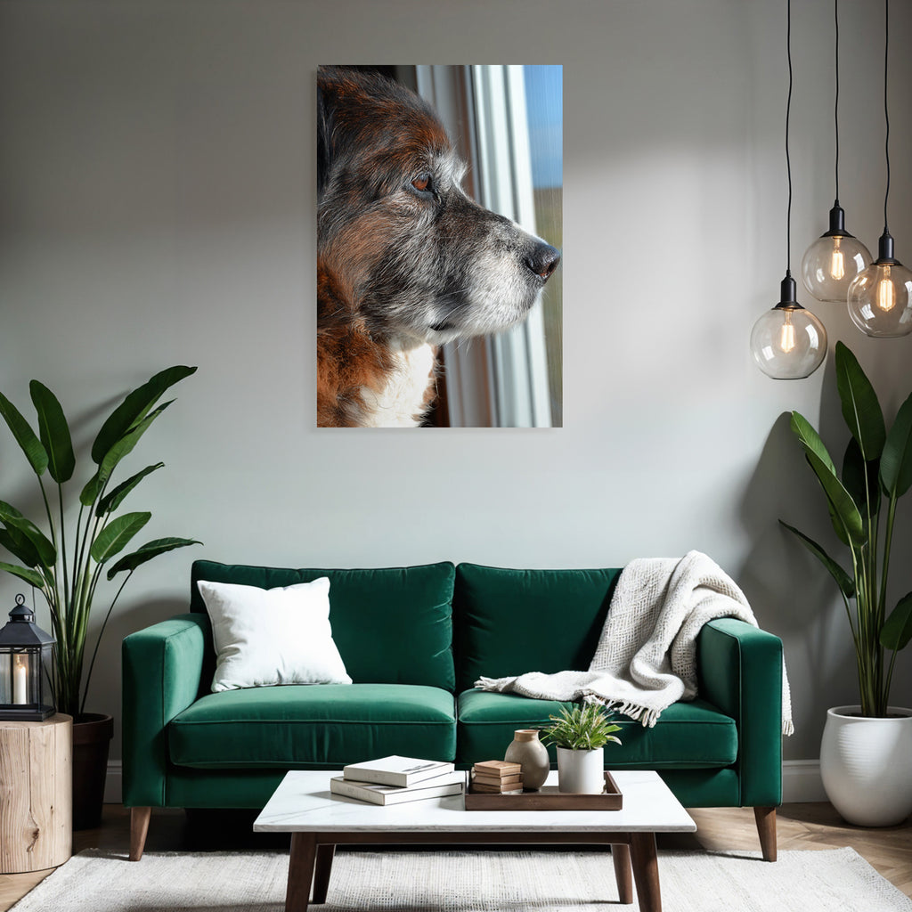 Hund Profil Nahaufnahme Aus Dem Fenster Beobachtend Braun Grau Fell