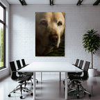Hundeaugen Und Nase In Der Natur