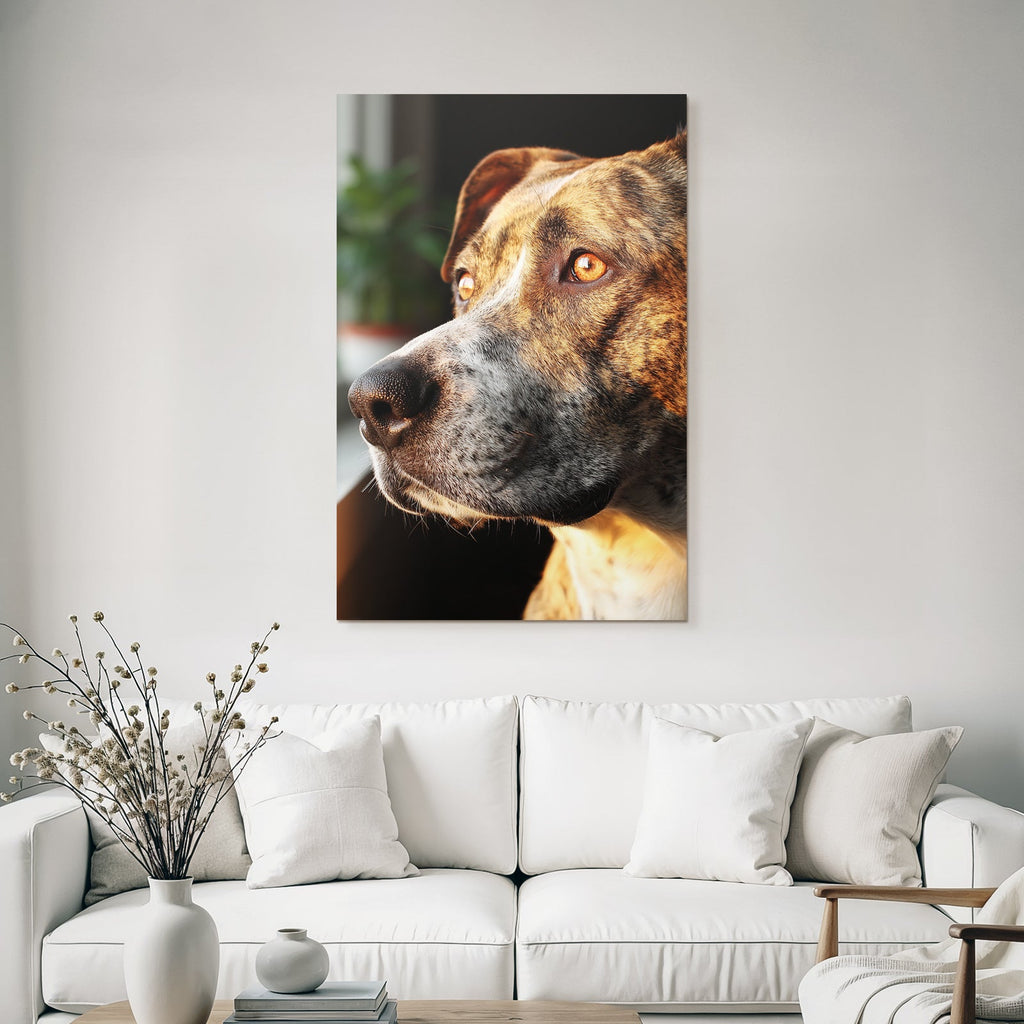 Hundegesicht Fellmuster Ausdrucksvolle Augen Warmes Licht Intime Mood
