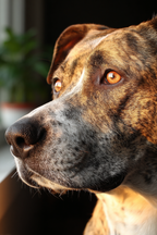 Hundegesicht Fellmuster Ausdrucksvolle Augen Warmes Licht Intime Mood | Katzen und Hunde | Tiere