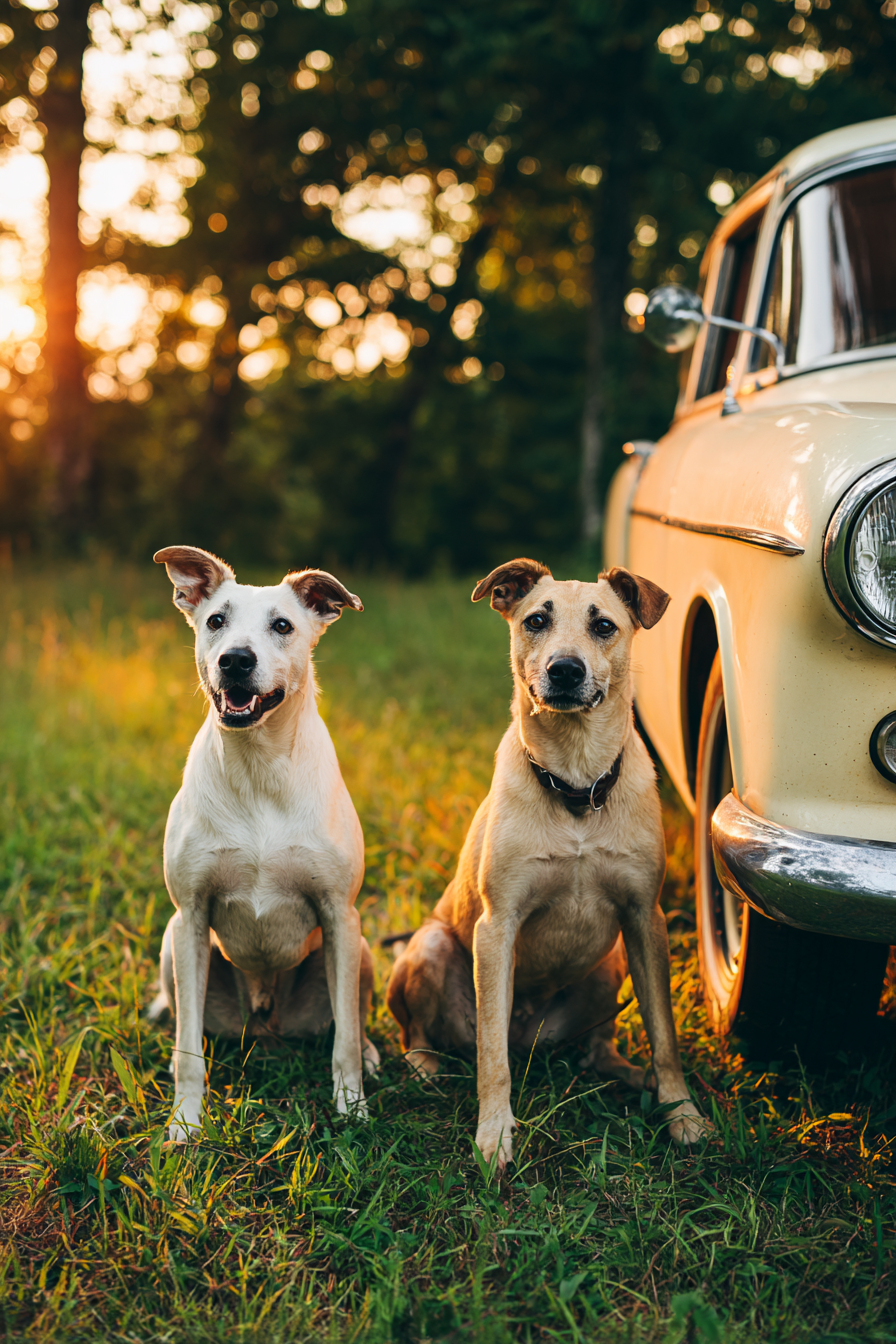Im Gras Mit Vintage Auto Und Sunset Hintergrund | Katzen und Hunde | Tiere