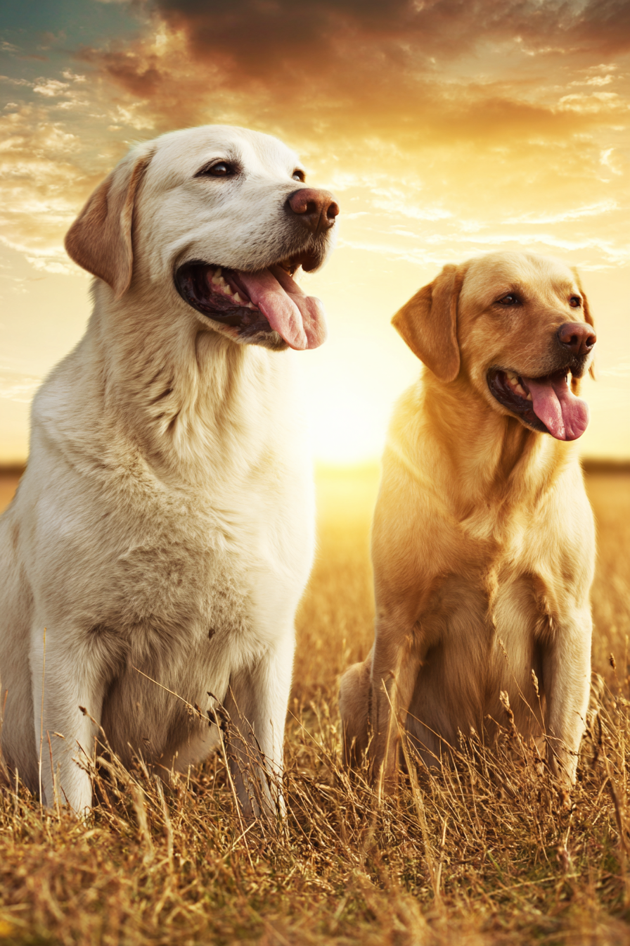 Labrador Retriever Im Feld Bei Sonnenuntergang | Katzen und Hunde | Tiere