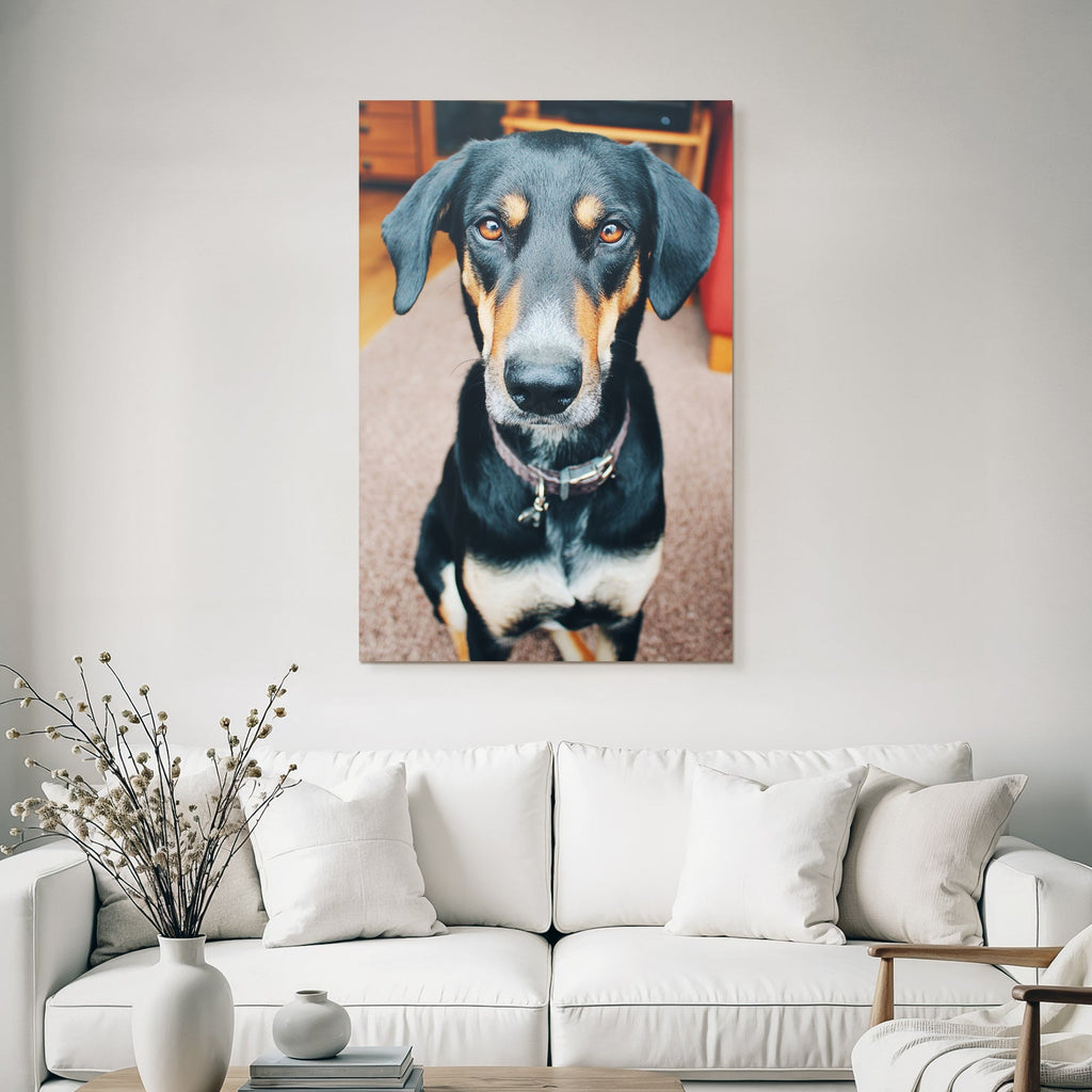 Schwarzer Und Tan Hund Sitzend Ausdrucksvolle Augen