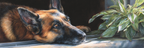 Deutscher Schäferhund Kontemplation Am Fenster Mit Topfpflanze | Katzen und Hunde | Tiere