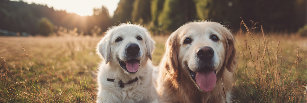 Goldene Im Feld Glücklich Bei Sonnenschein | Katzen und Hunde | Tiere