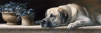 Hund Am Fenster Mit Topfpflanzen | Katzen und Hunde | Tiere