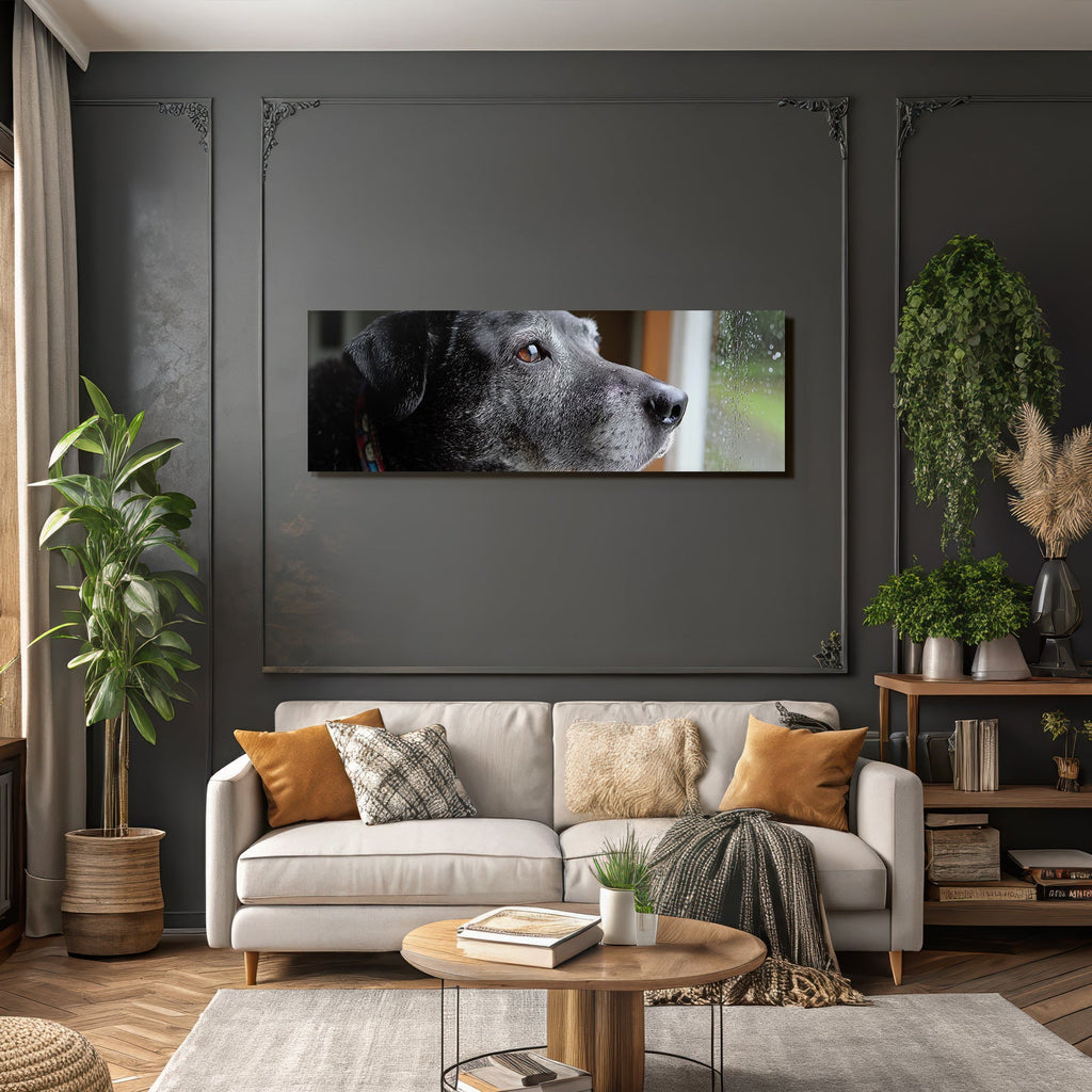 Hund Im Regenblick Von Draussen