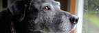 Hund Im Regenblick Von Draussen | Katzen und Hunde | Tiere