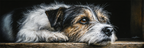 Hund Im Stillgelegten Moment Der Introspektion | Katzen und Hunde | Tiere