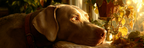 Hund Labrador Ruhend Nahaufnahme Nachdenklich Beqümes Licht Mit Pflanzen | Katzen und Hunde | Tiere