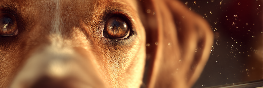 Hundegesicht Auge Und Nase Detailaufnahme | Katzen und Hunde | Tiere