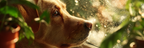 Hundesicht Mit Regentropfen Und Pflanzen | Katzen und Hunde | Tiere