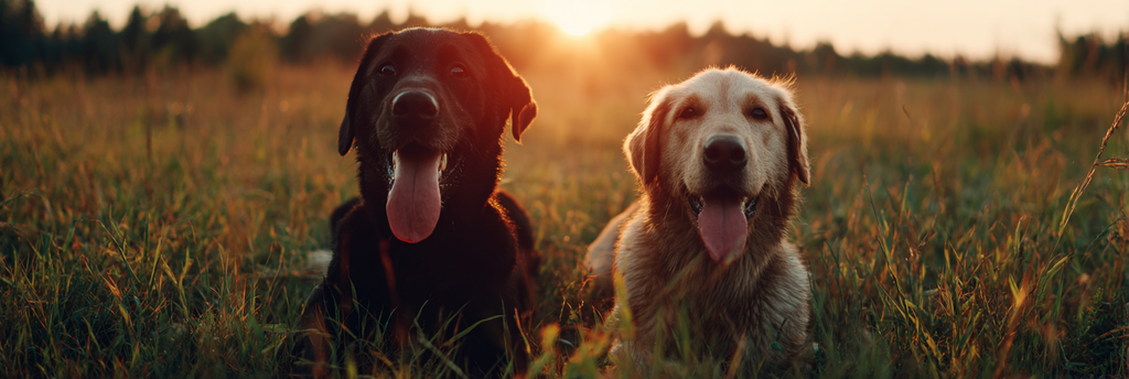 Im Grünen Feld Bei Sonnenuntergang | Katzen und Hunde | Tiere