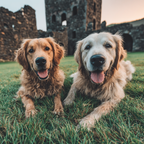 Golden Retrievers Liegen Im Grünen Gras Smile Steinerne Ruinen Hintergrund | Katzen und Hunde | Tiere