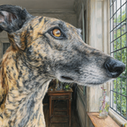 Hund Am Fenster Mit Einem Bemerkenswerten Fellmuster | Katzen und Hunde | Tiere