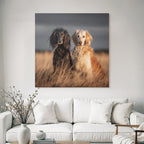 Schwarzer Hund Mit Langem Fell Und Goldener Hund Im Feld