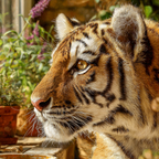 Tiger Porträt Mit Streifen Und Grünen Pflanzen | Katzen und Hunde | Tiere