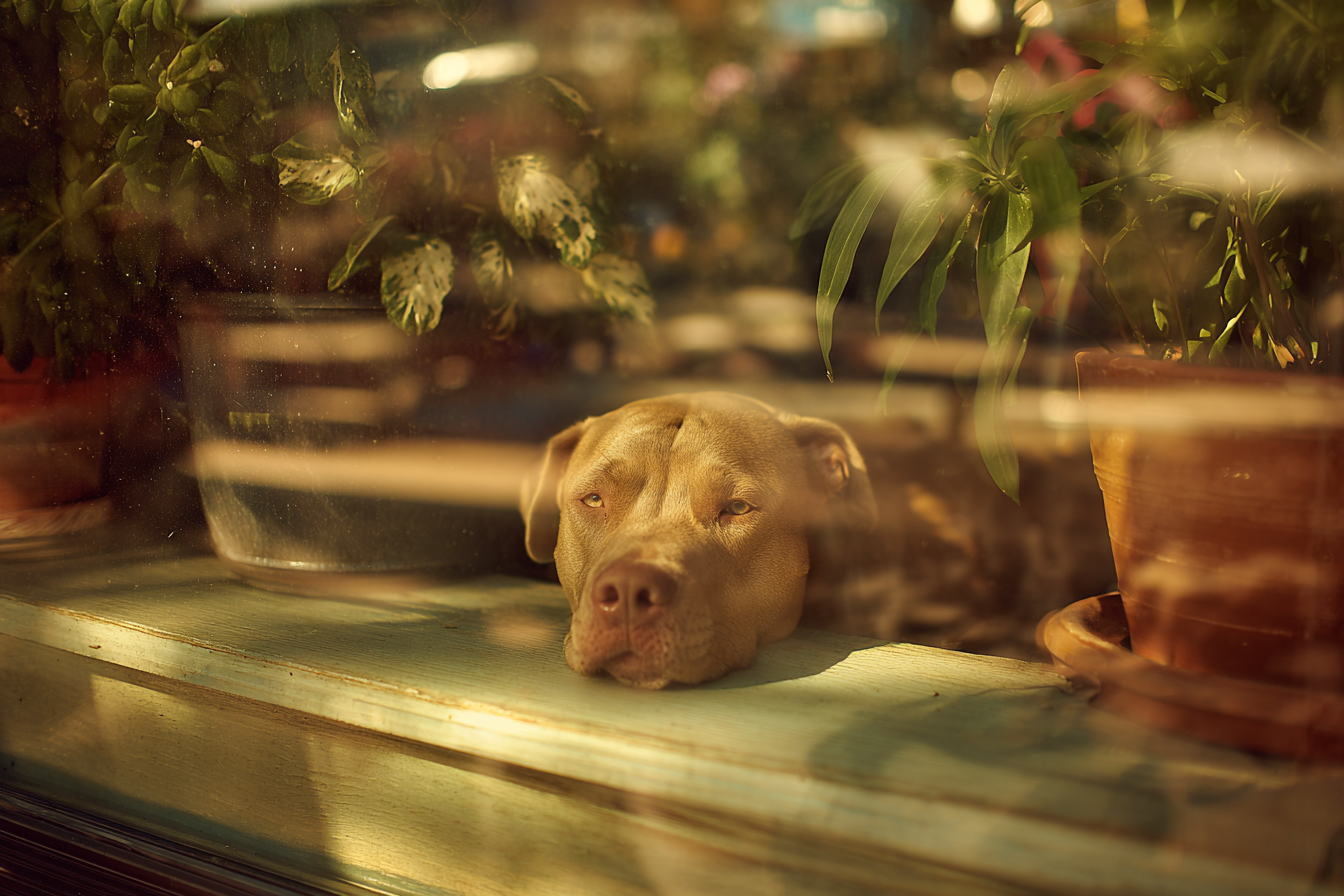 Hund Am Fenster Mit Pflanzen | Katzen und Hunde | Tiere