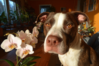 Hund Und Orchidee Braun Weiss Mit Amber Augen | Katzen und Hunde | Tiere