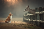 Hund Und Reh Interaktion In Natur Mit Frühem Morgenlicht | Katzen und Hunde | Tiere