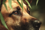 Hundesicht Im Grünen Hintergrund | Katzen und Hunde | Tiere