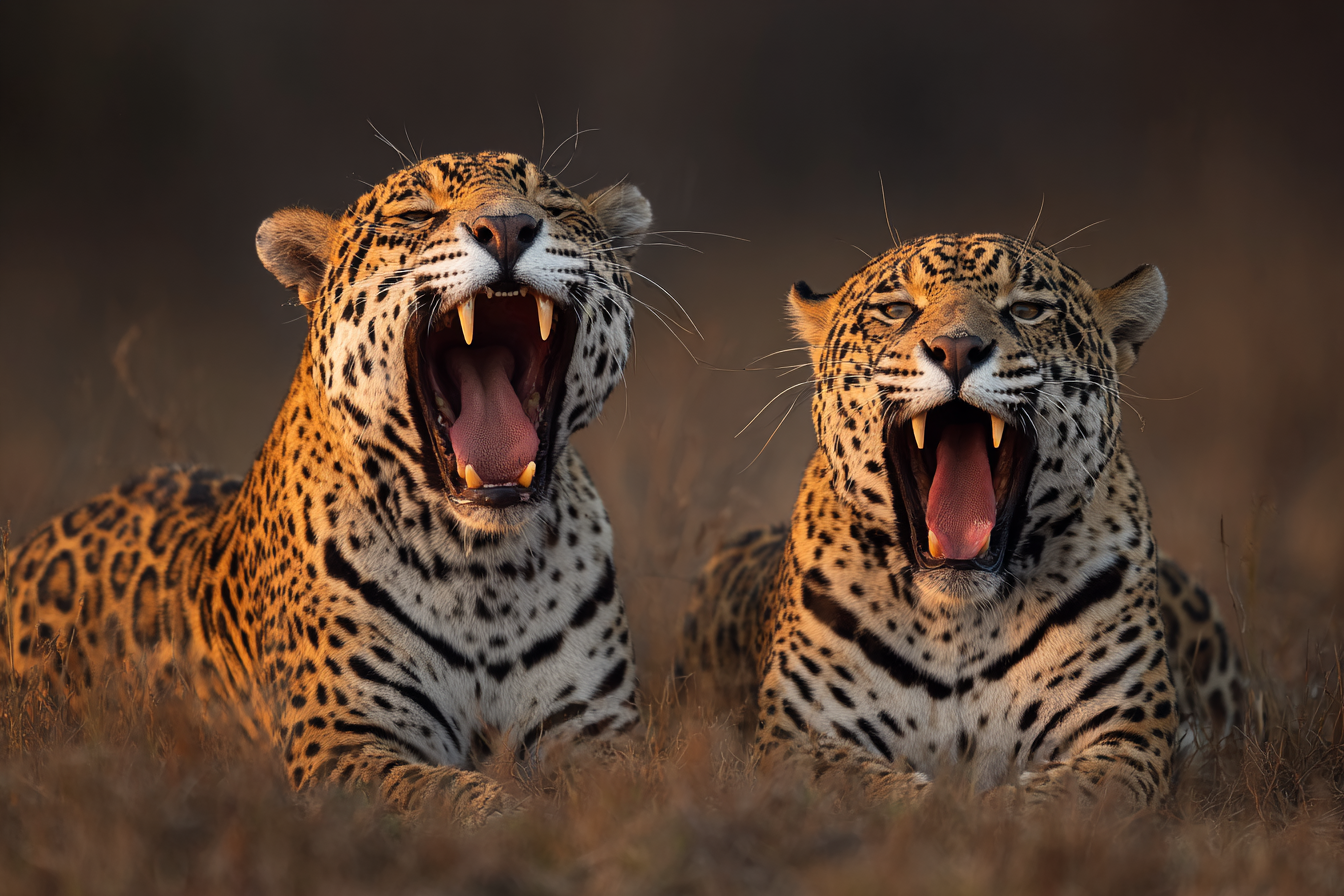 Leoparden Im Biom Mit Offenem Mund Yawing Vokalisation | Katzen und Hunde | Tiere