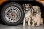 Neben Auto Rad In Garage | Katzen und Hunde | Tiere