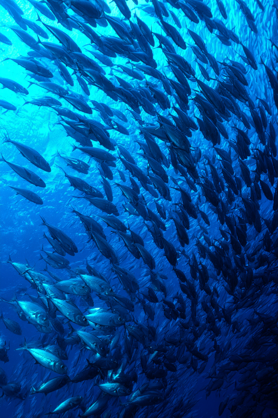 Meeres Grosser Fischschwarm In Tiefblaüm Ozean | Meerestiere | Tiere