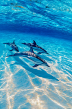 Meeres Gruppe Von Delfinen Im Klaren Blaün Wasser | Meerestiere | Tiere