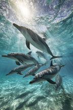 Meeres Delfine Swimmen Unterwasser Im Sonnenlicht | Meerestiere | Tiere