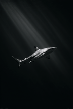 Meeres Hai Unterwasser Dramatisch Lichtstrahlen Schwarz Weiss | Meerestiere | Tiere