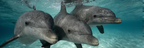 Meeres Drei Delfine Unterwasser Nahaufnahme | Meerestiere | Tiere