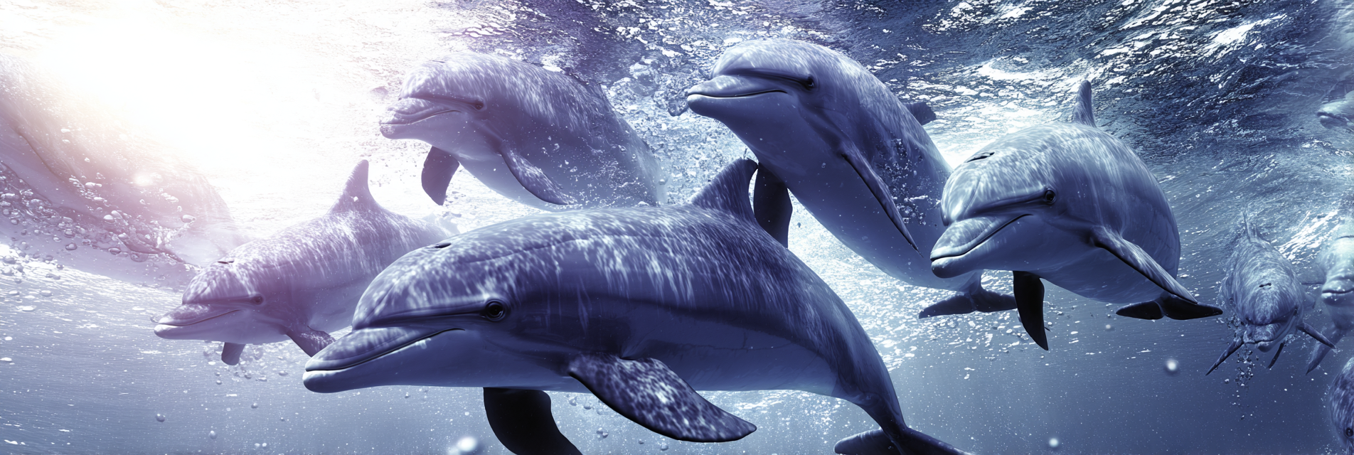 Meeres Gruppe Von Delfinen Schwimmt Unterwasser Mit Blasen Und Heller Lichtqülle | Meerestiere | Tiere