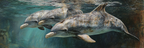 Meeres Gruppe Von Delfinen Unterwasser | Meerestiere | Tiere