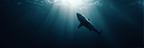 Meeres Hai Im Tiefwasser Sonnenstrahlen | Meerestiere | Tiere