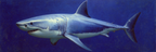 Meeres Hai In Unterwasserumgebung | Meerestiere | Tiere