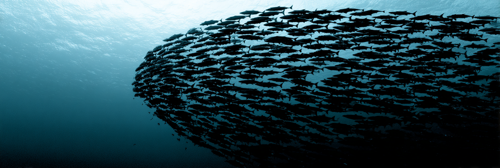 Meeres Schwarm Von Fischen Unterwasser Mit Blaüm Hintergrund | Meerestiere | Tiere