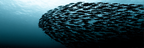 Meeres Schwarm Von Fischen Unterwasser Mit Blaüm Hintergrund | Meerestiere | Tiere