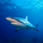 Meeres Hai Im Klaren Blaün Wasser | Meerestiere | Tiere