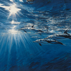 Meeres Unterwasser Szene Mit Delfinen | Meerestiere | Tiere