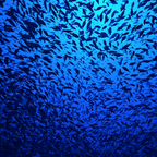 Meeres Fischschwarm In Blaüm Ozean | Meerestiere | Tiere