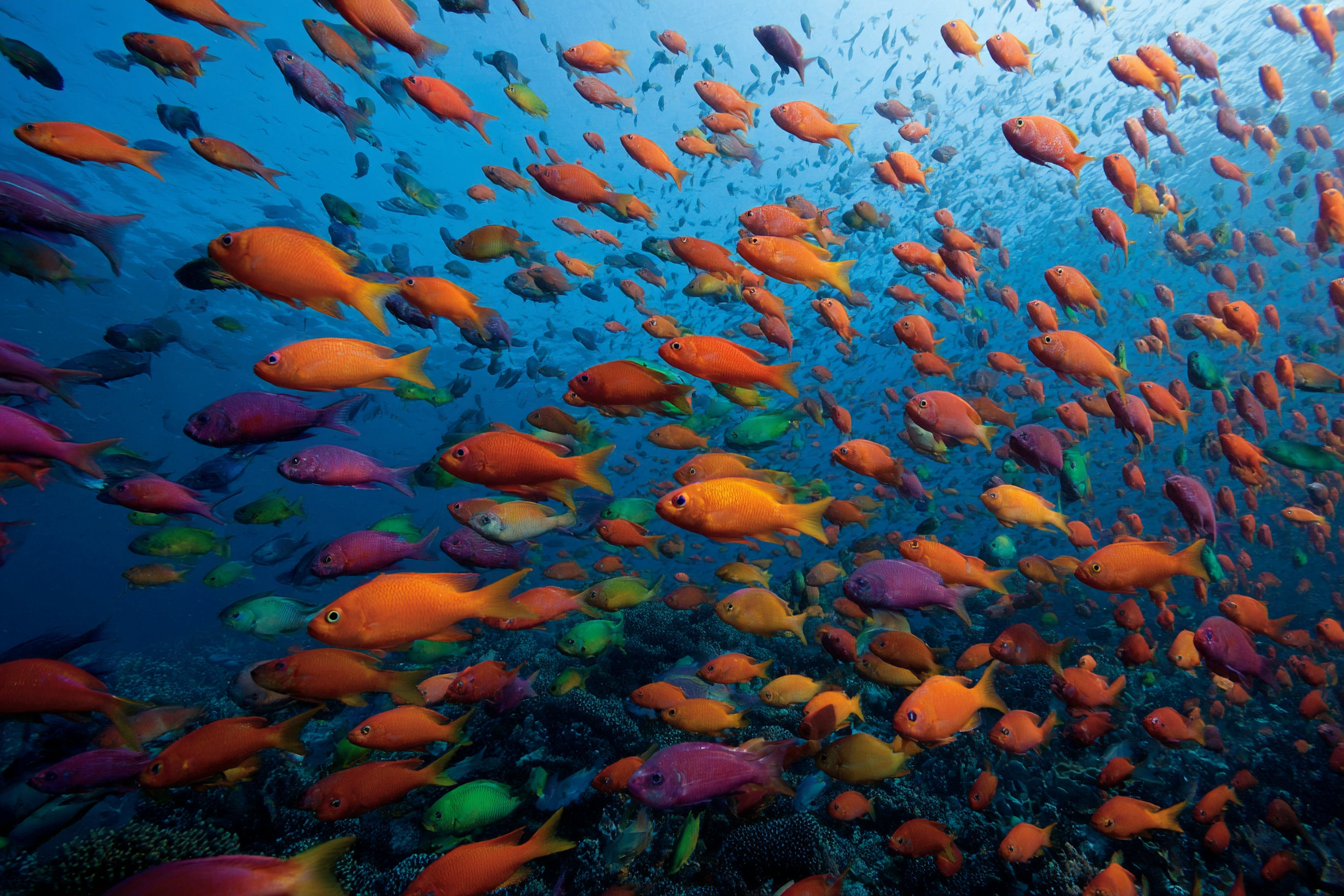 Meeres Bunte Unterwasserwelt Mit Fischen Und Korallenriff | Meerestiere | Tiere