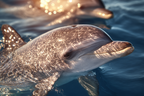 Meeres Delfin Schwimmt Nahe Der Oberflache Sonnenlicht Spiegelt Sich Auf Seiner Haut | Meerestiere | Tiere