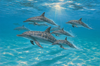 Meeres Delfine Schwimmen Unter Wasser | Meerestiere | Tiere