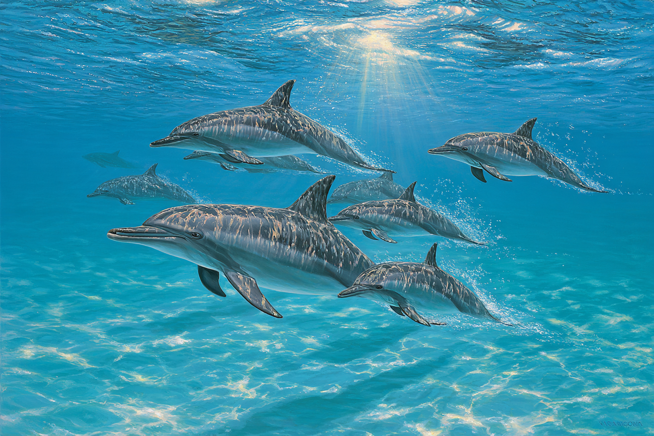 Meeres Delfine Schwimmen Unter Wasser | Meerestiere | Tiere