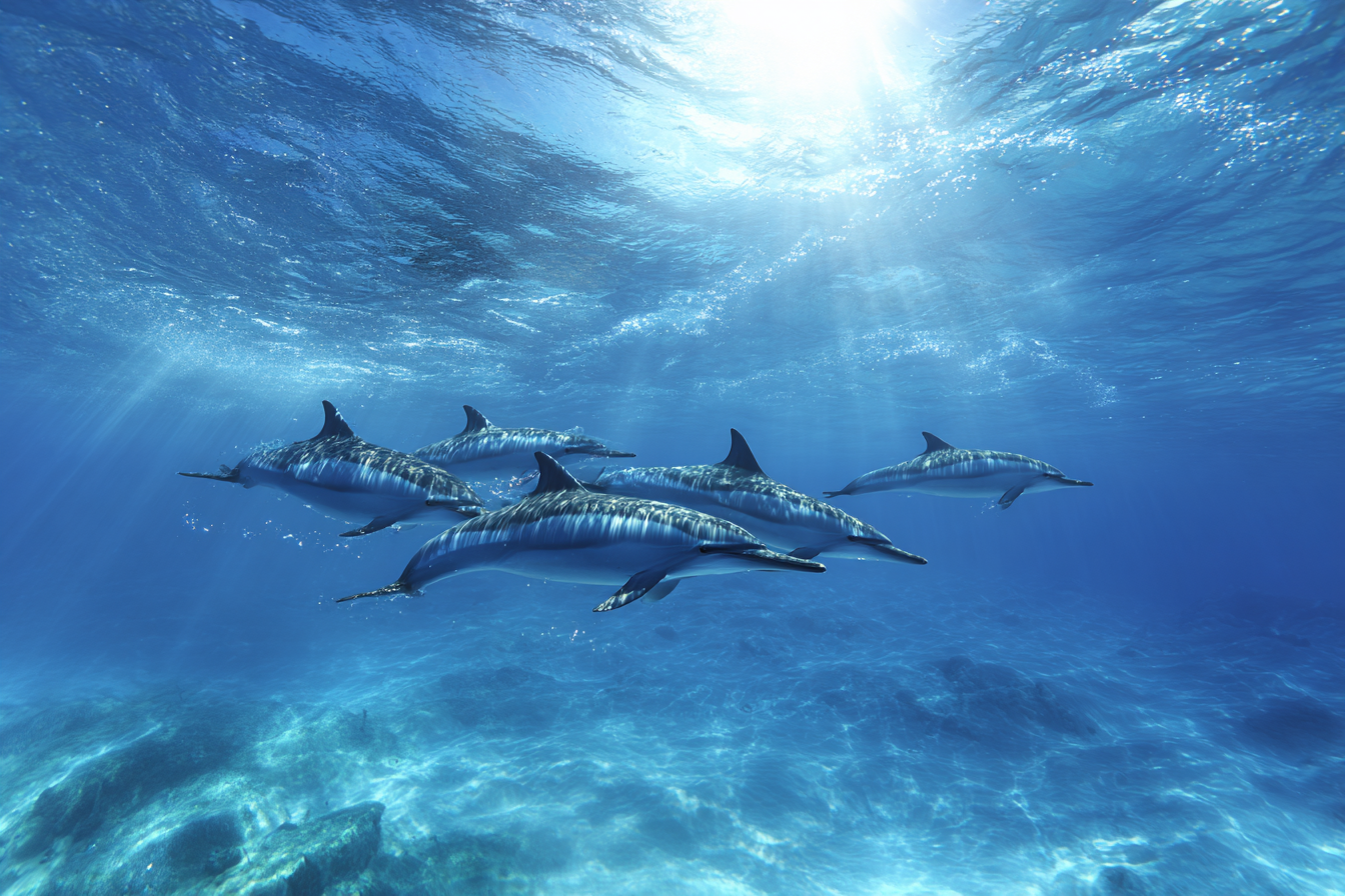 Meeres Delfine Im Sonnenlicht Unterwasser 1 | Meerestiere | Tiere