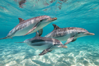 Meeres Drei Delfine Unterwasser Im Klarem Blaün Ozean | Meerestiere | Tiere